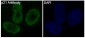 Anti-p21 CDKN1A Rabbit Monoclonal Antibody